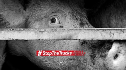 Animali: «Fermiamo i viaggi della morte»