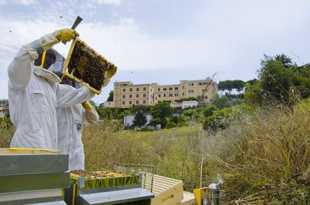 Roma: l’apicoltura arriva in città