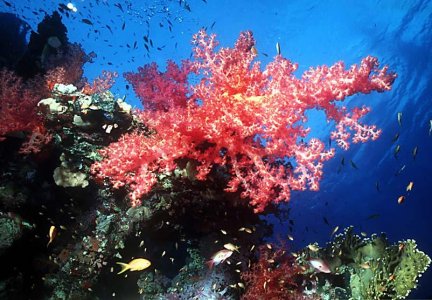 Oceani, temperature in aumento: diremo addio al 'rosso corallo'?
