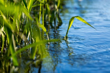 Le acque italiane contaminate da 259 pesticidi