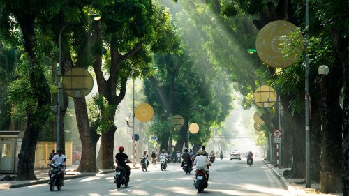 Piantiamo alberi in città: è importantissimo. E vi spieghiamo perché