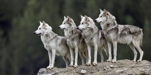 La miope guerra contro i lupi