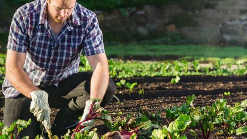 Altro che su Marte, i giovani italiani tornano alla terra