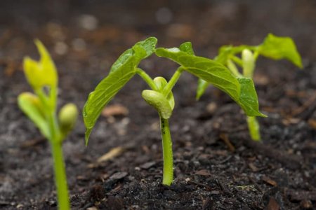 La tecnologia schiava del profitto non ci salverà. Inevitabile il ritorno alla terra