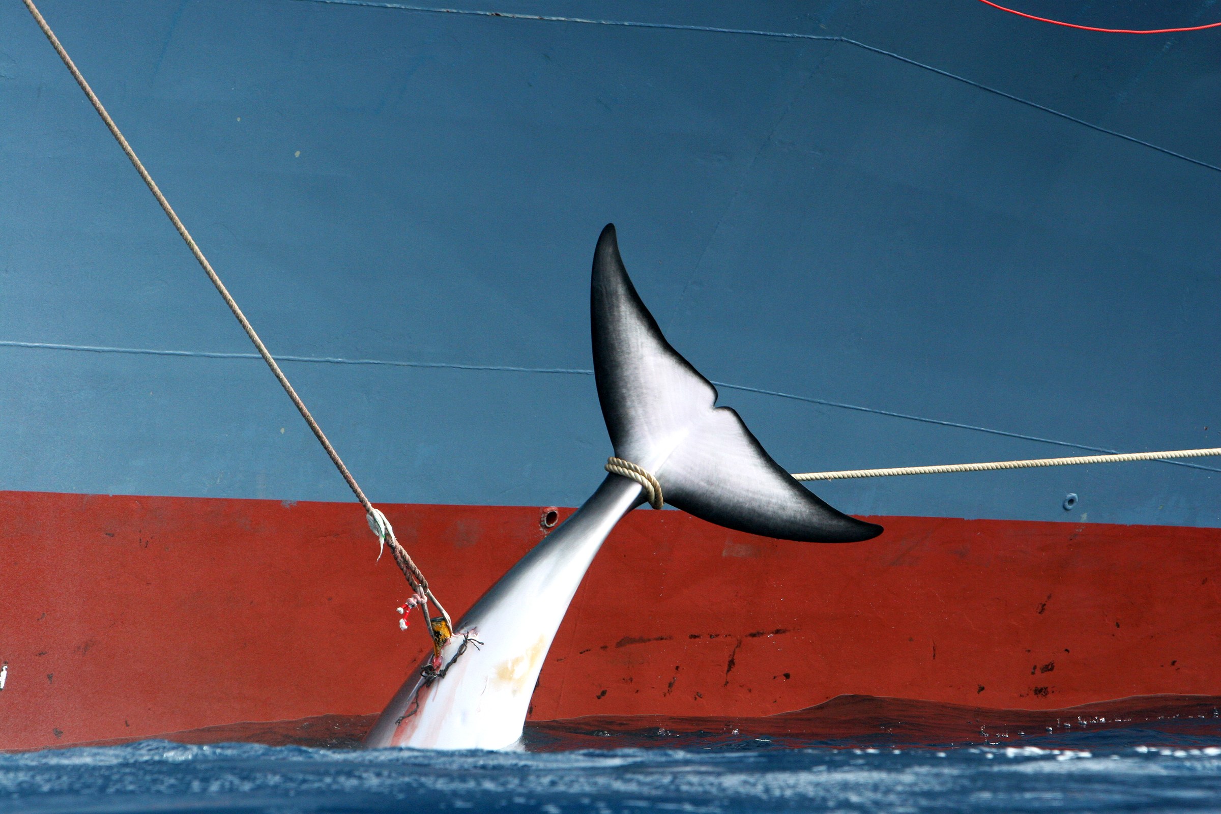Il Giappone torna a uccidere le balene. Allora boicottiamo i prodotti giapponesi!