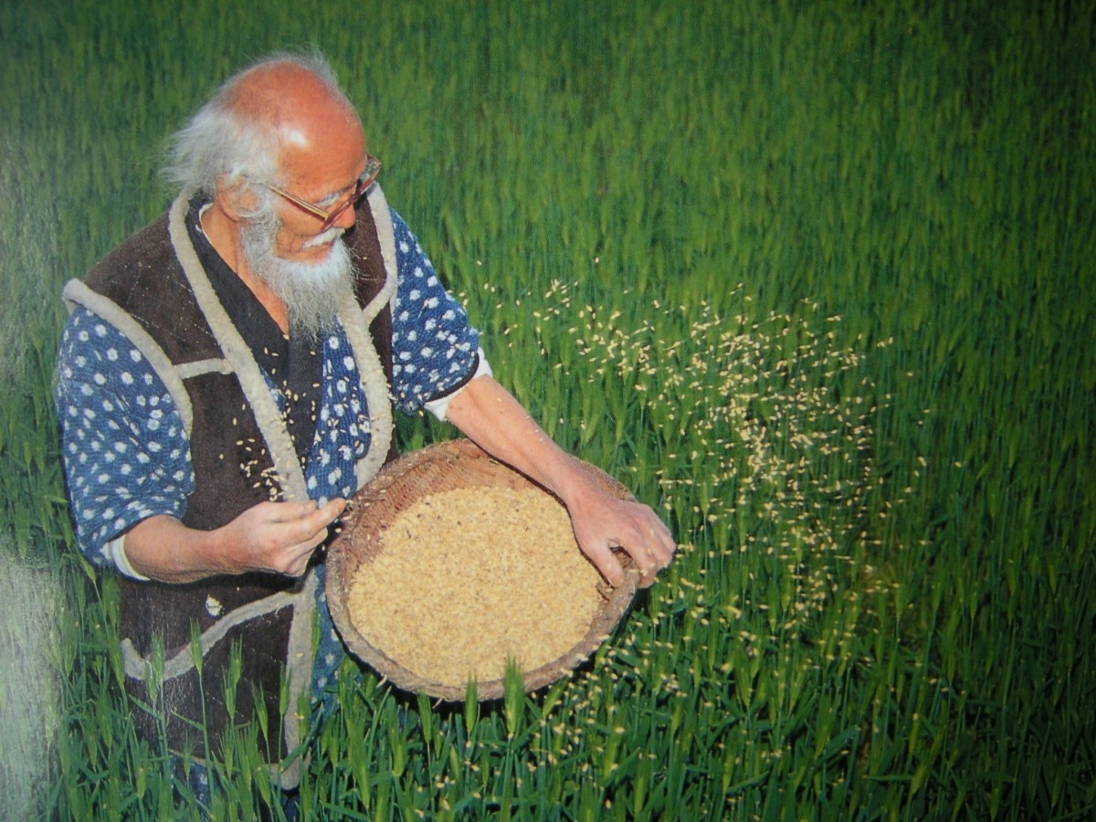 Dall’agricoltura che distrugge la natura a quella del non fare: il grande insegnamento di Fukuoka