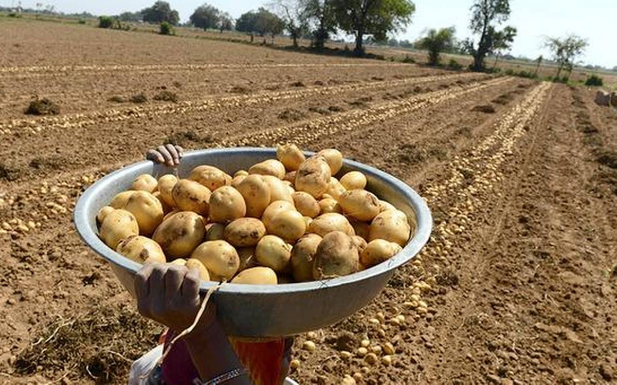 I contadini indiani vincono la battaglia con la PepsiCo sulle patate brevettate
