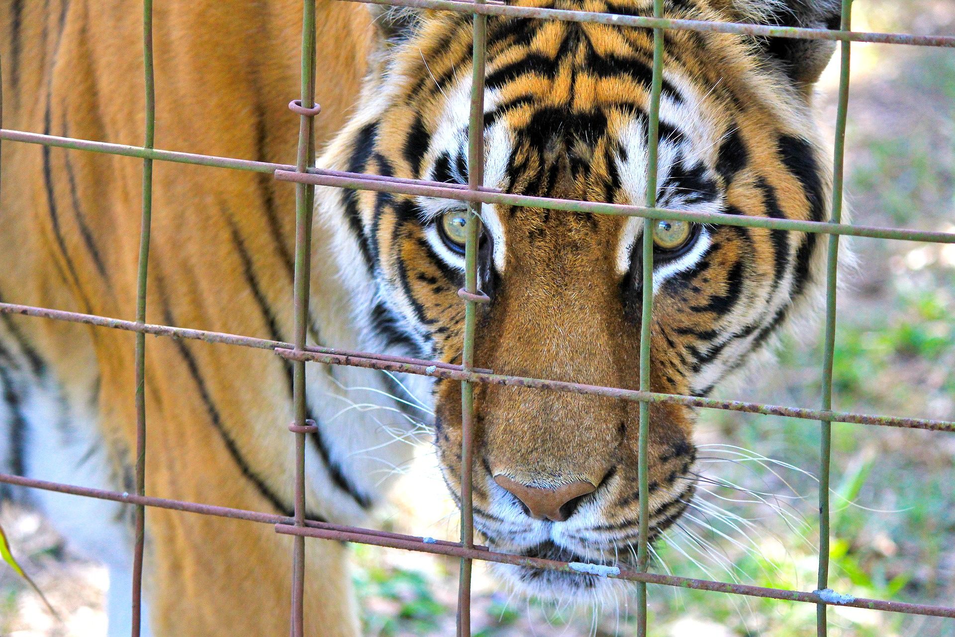 Fuori gli animali da circhi e zoo, riportiamoli a casa loro