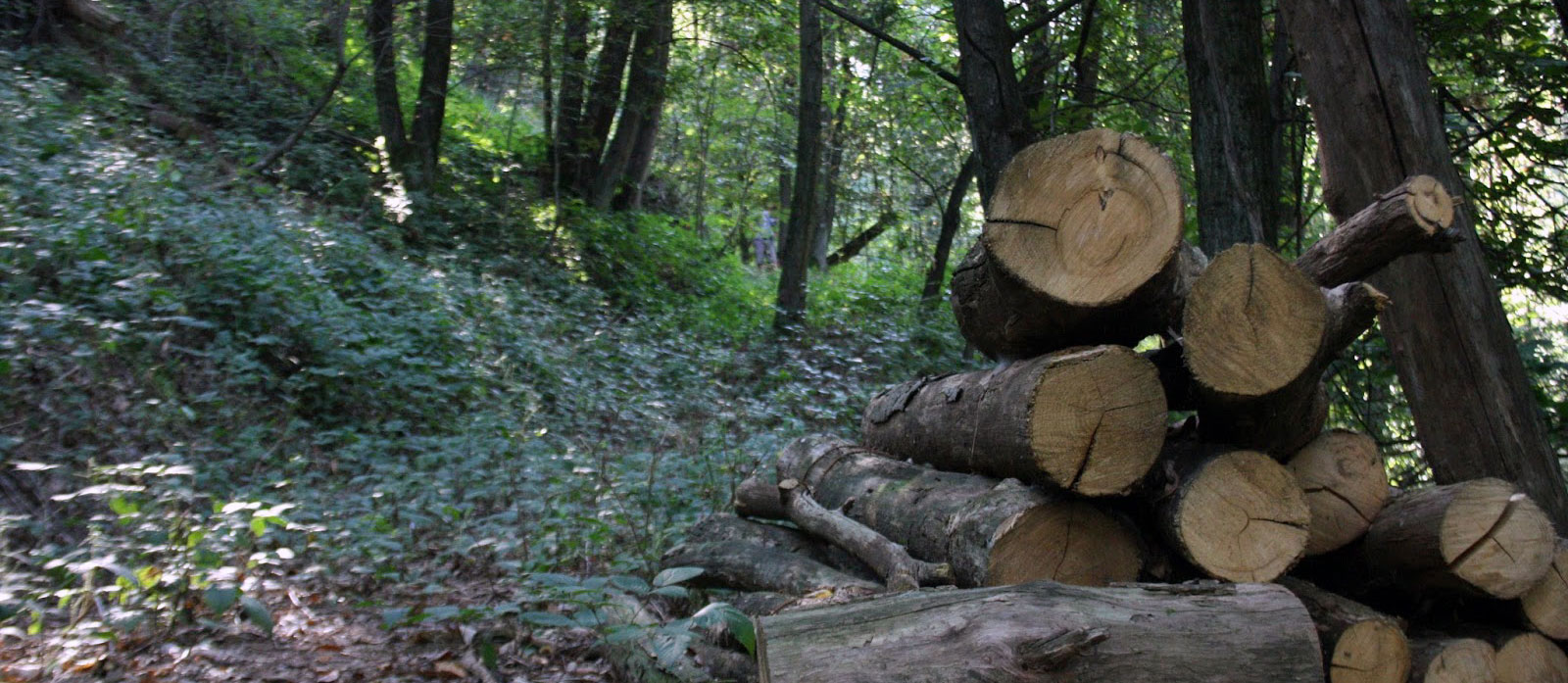 Da Belagaio a Grosseto: l'assalto alle foreste e ai boschi toscani