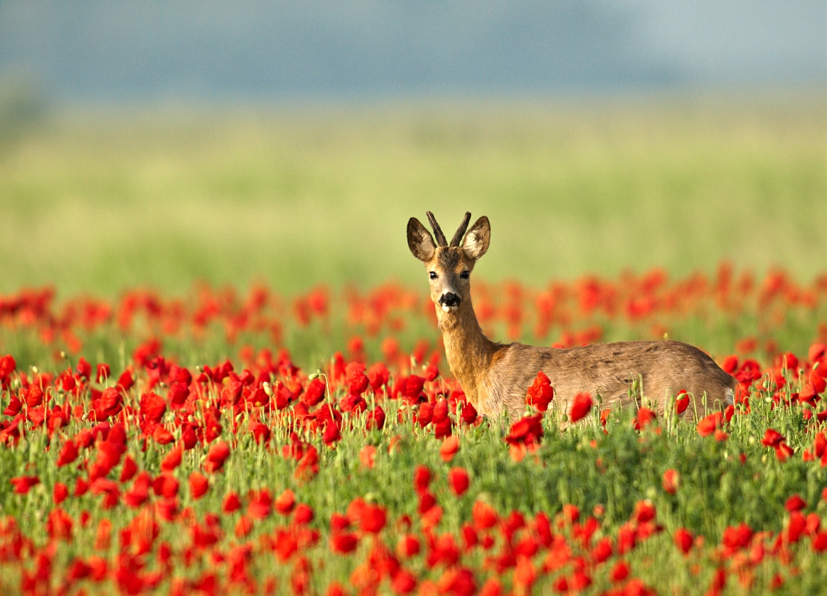 Clima, a rischio anche le specie comuni