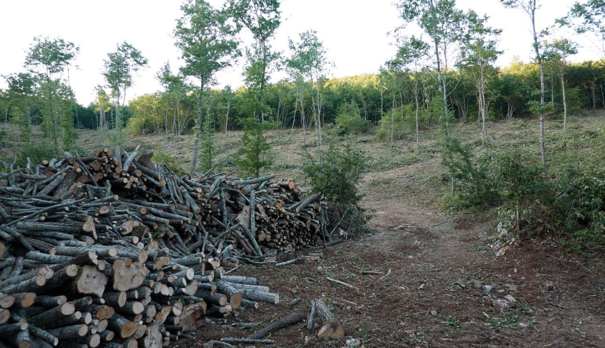 La petizione: «Salviamo i boschi dal saccheggio»