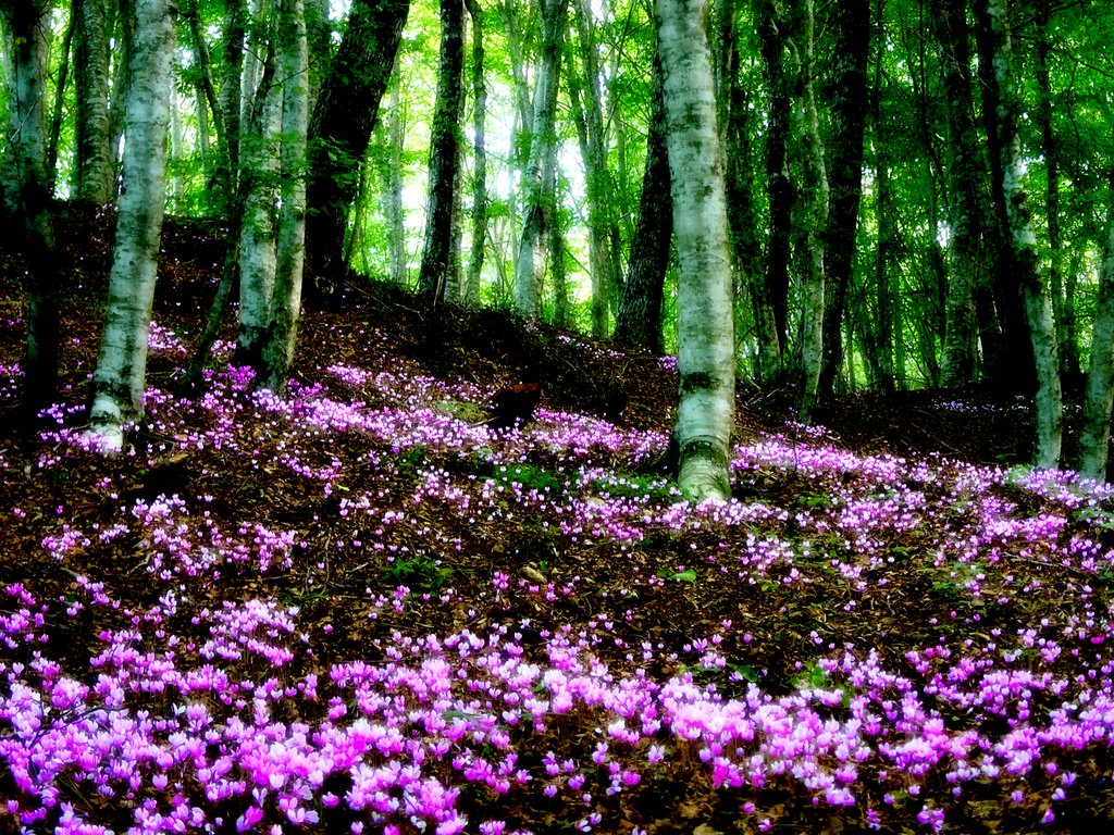 La resilienza del bosco