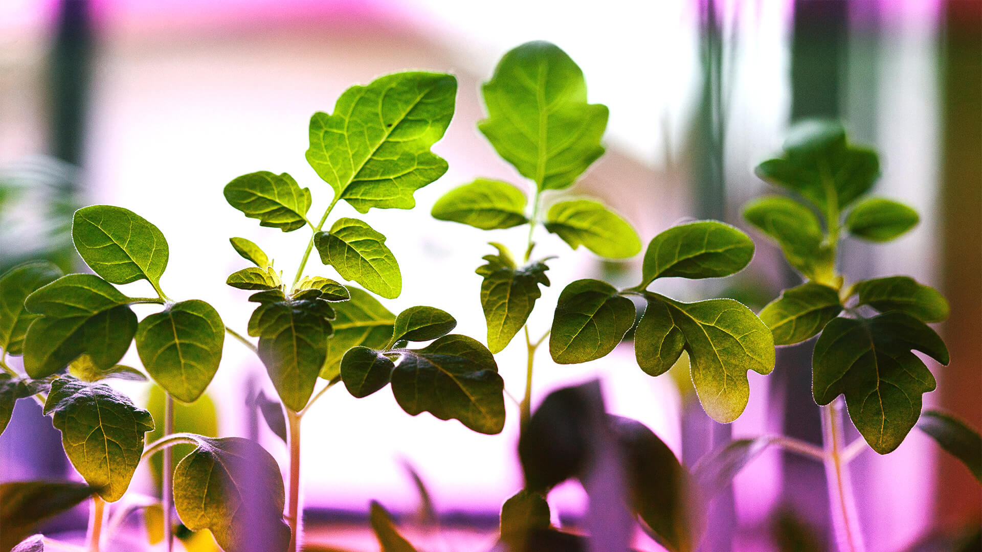 Agricoltura indoor: come coltivarsi il cibo anche senza spazi esterni