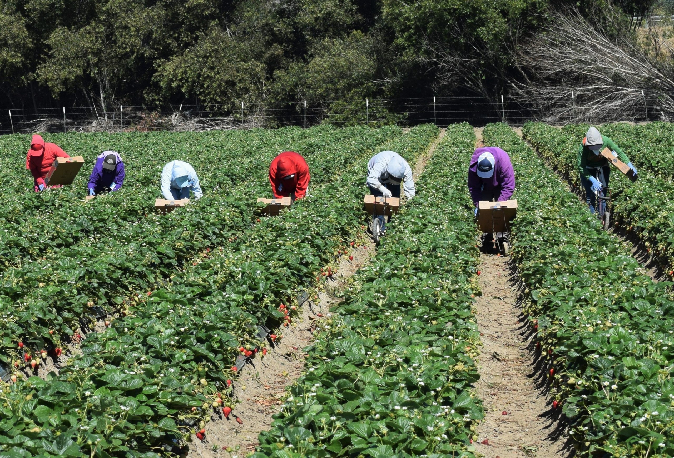 Assorurale: «In sostegno dei contadini e dei braccianti, per un'agricoltura dei diritti»