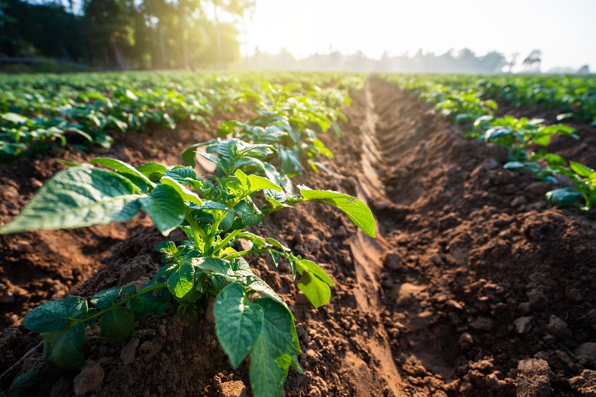 L'Associazione Rurale Italiana: «Dal coronavirus all’agroecologia contadina»