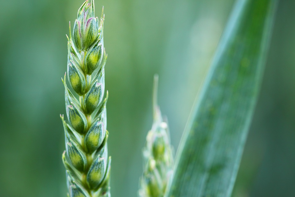 «Consiglio UE, Italia si batta per transizione ecologica dell'agricoltura»