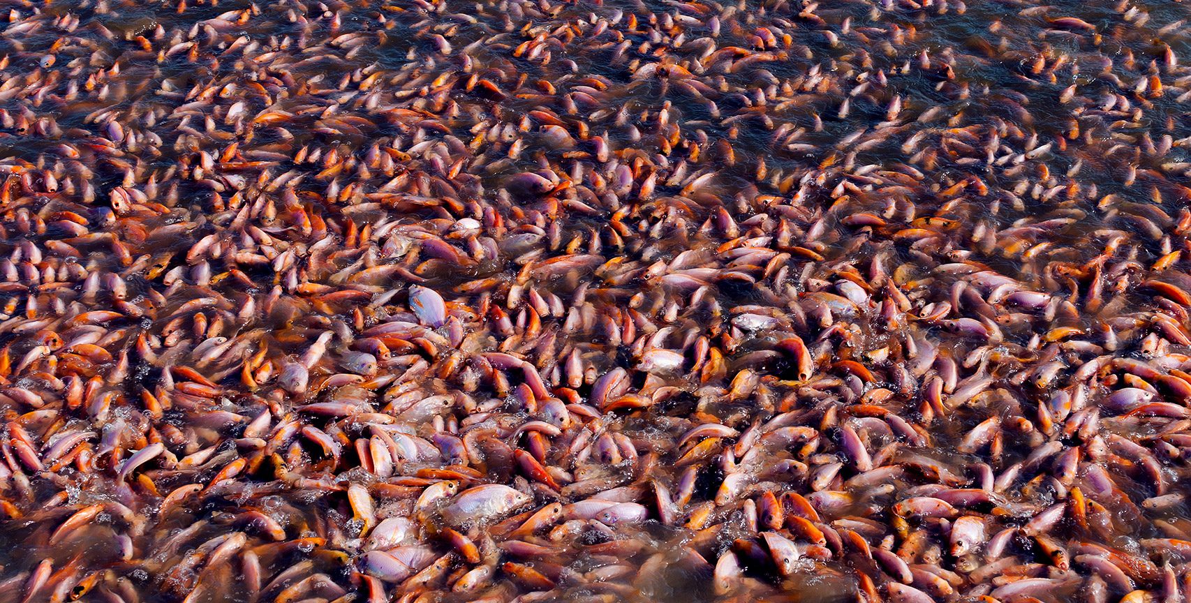 Pesce all'antibiotico? No, grazie