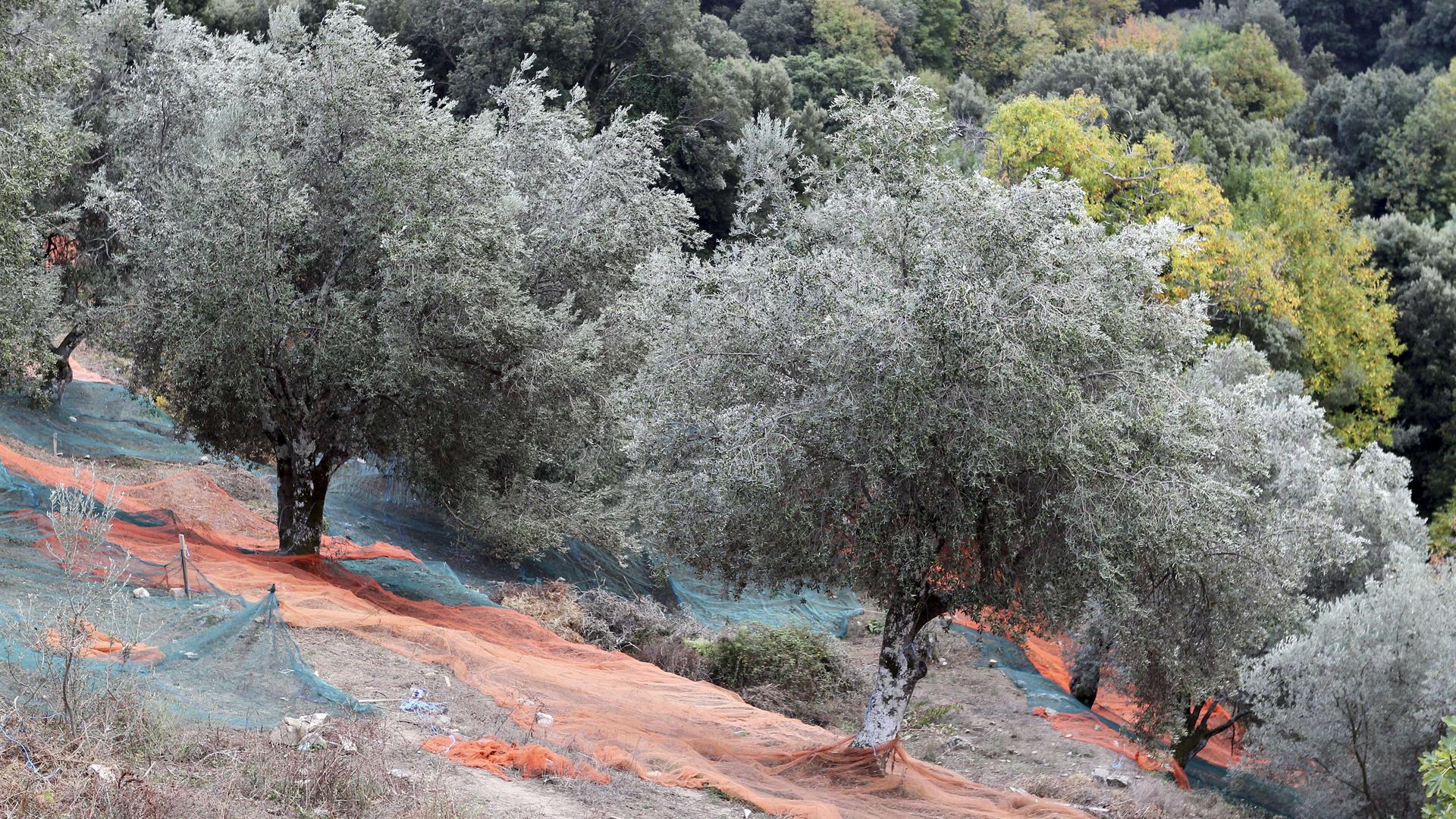 Associazioni e comitati si alleano: «Basta con la distruzione degli ulivi in Puglia e con la diffusione selvaggia di pesticidi»