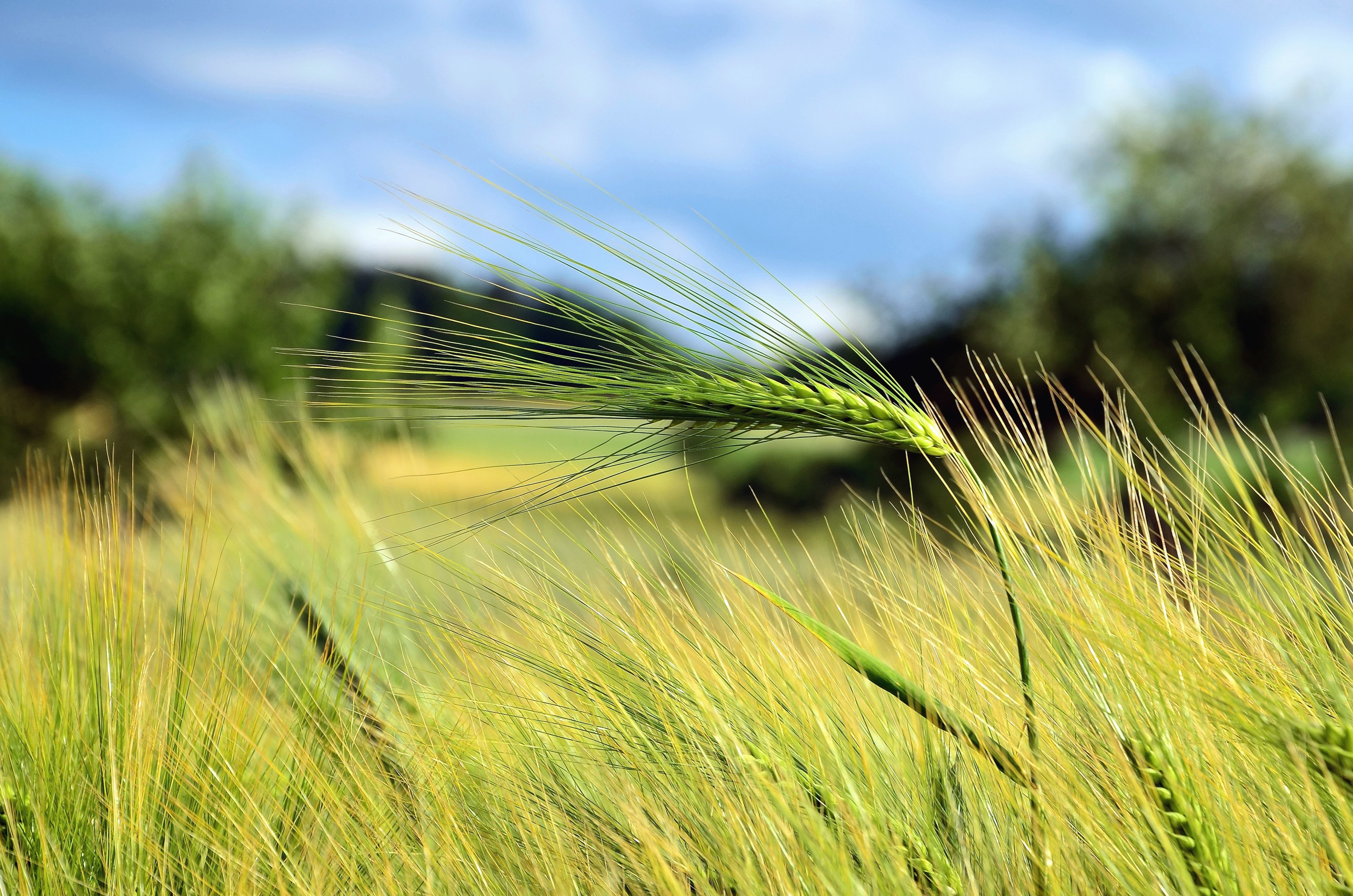 Agricoltura biologica, approvata in via definitiva la legge