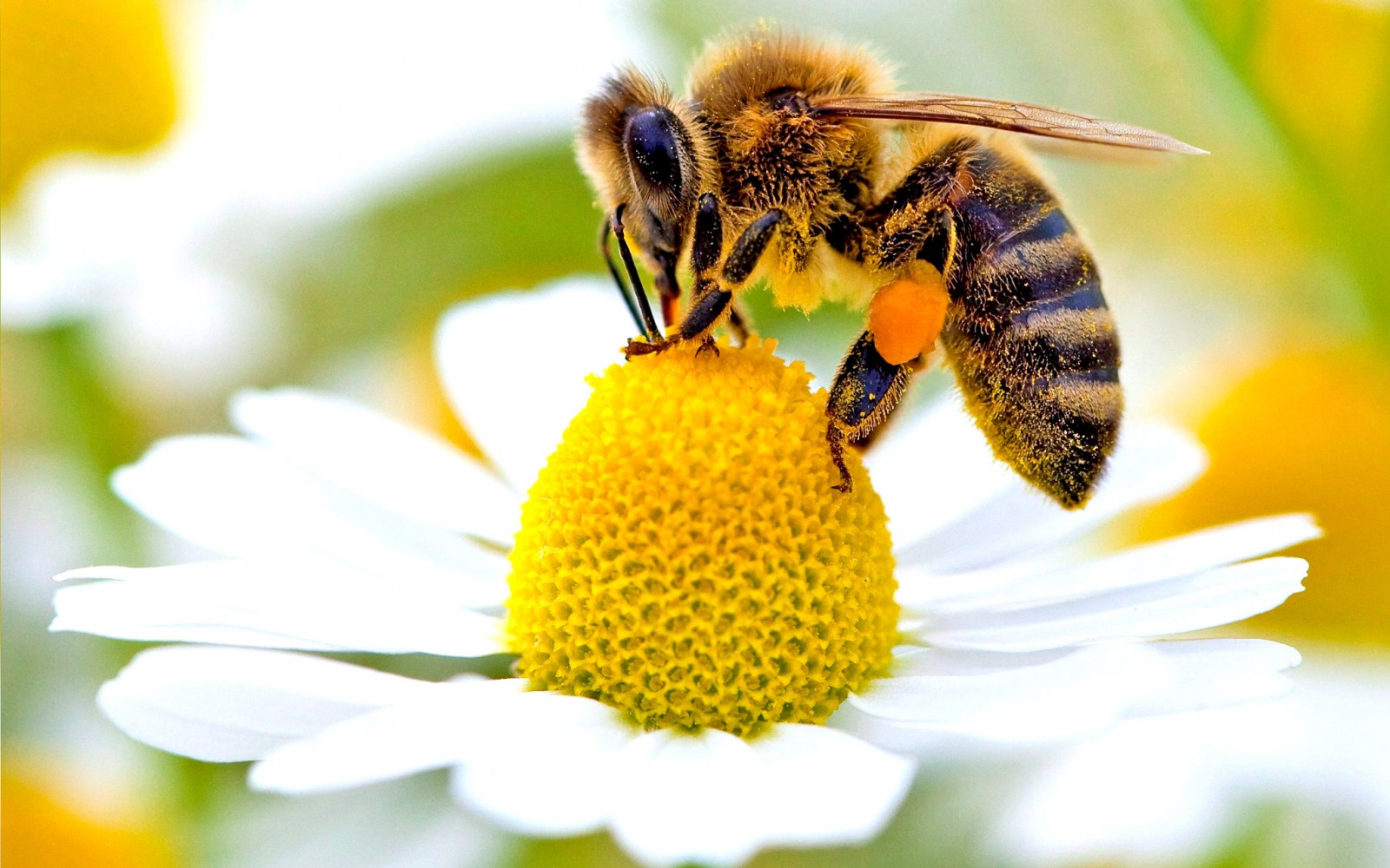 In 35 anni insetti impollinatori ridotti di un quarto a causa dei pesticidi