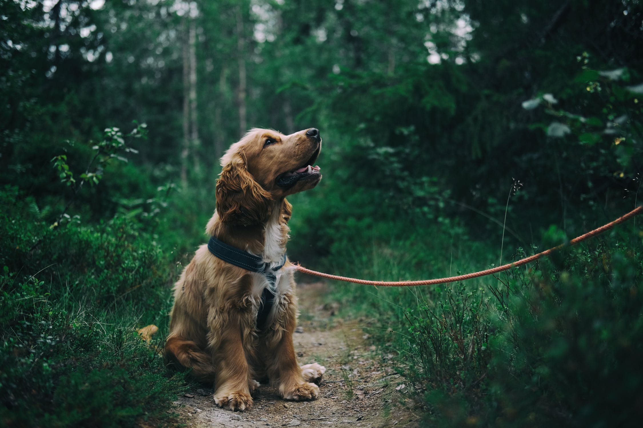 Perchè si fanno sempre meno figli e si hanno più animali?