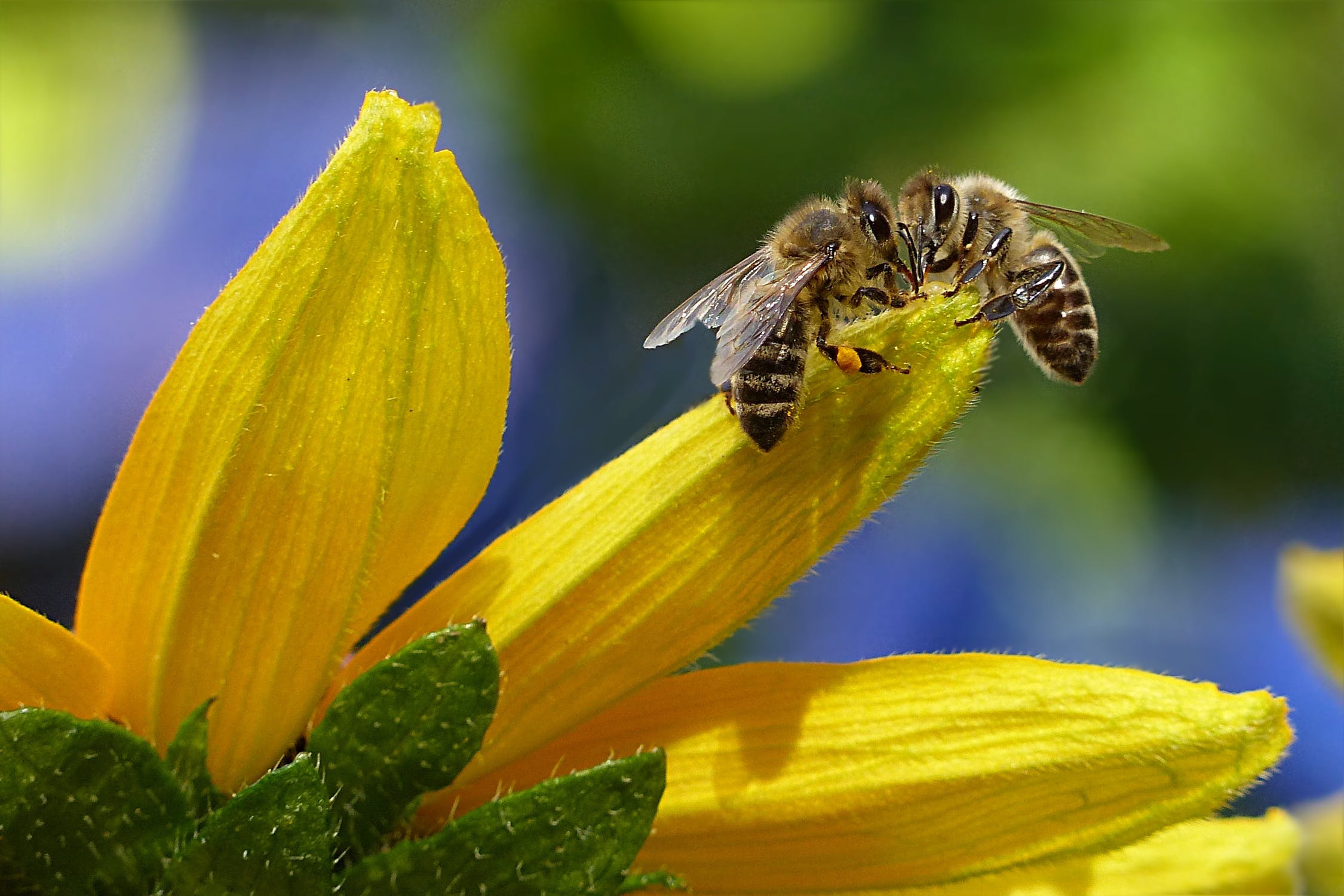 Greenpeace: «Nuova strage silenziosa di api»