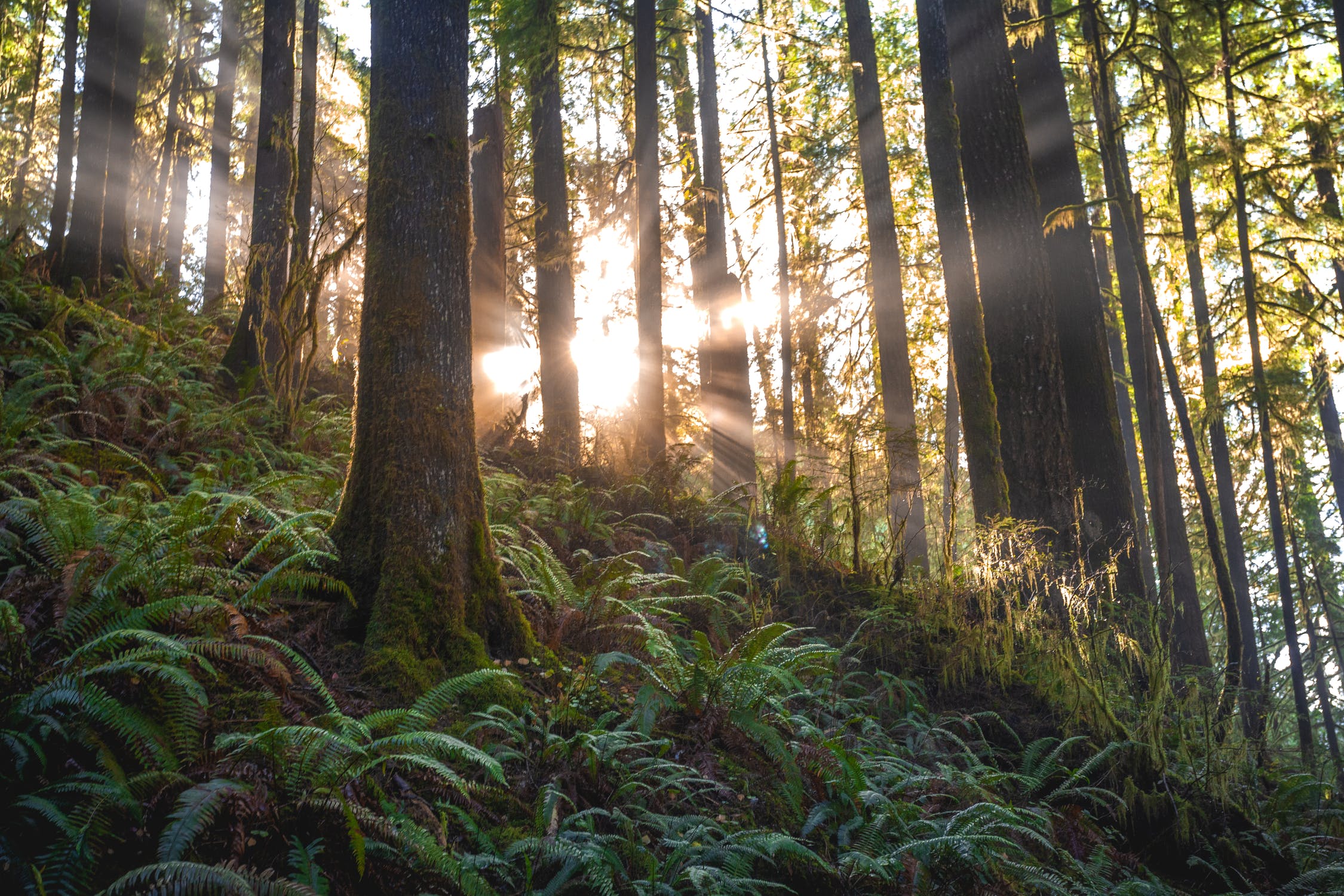 La natura è più forte dei mercanti