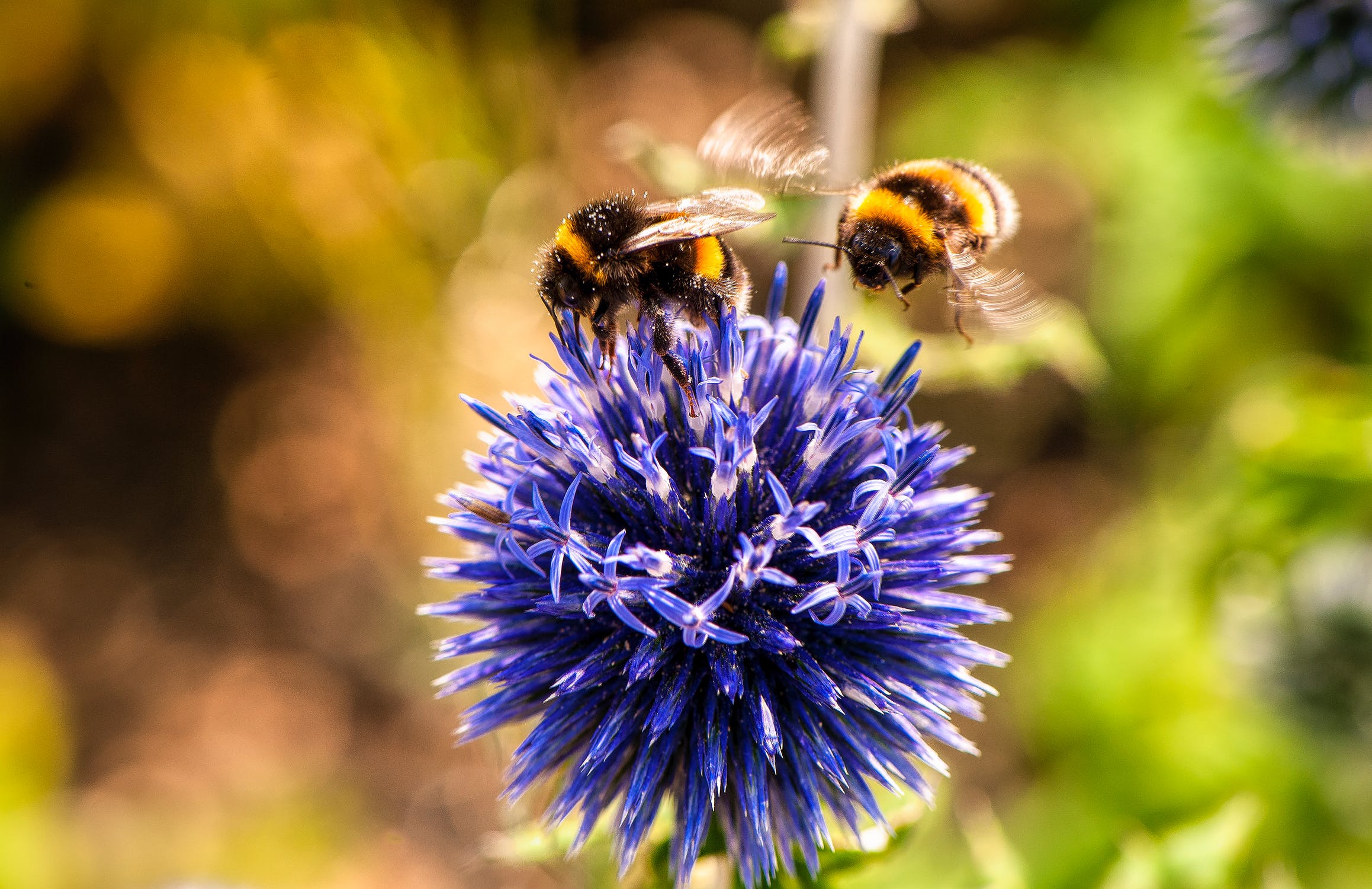 Effetto dei pesticidi sulle api: difficoltà di volo e di orientamento
