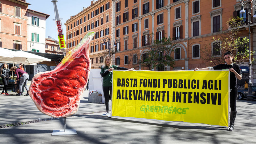 Greenpeace: «Allevamenti intensivi: emettono ammoniaca, inquinano l’aria e ricevono soldi pubblici»