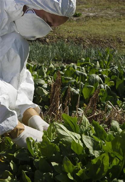 Greenpeace: verdure radioattive a 25 km da Fukushima