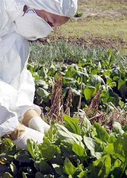 L'Europa e il dilemma della contaminazione del cibo