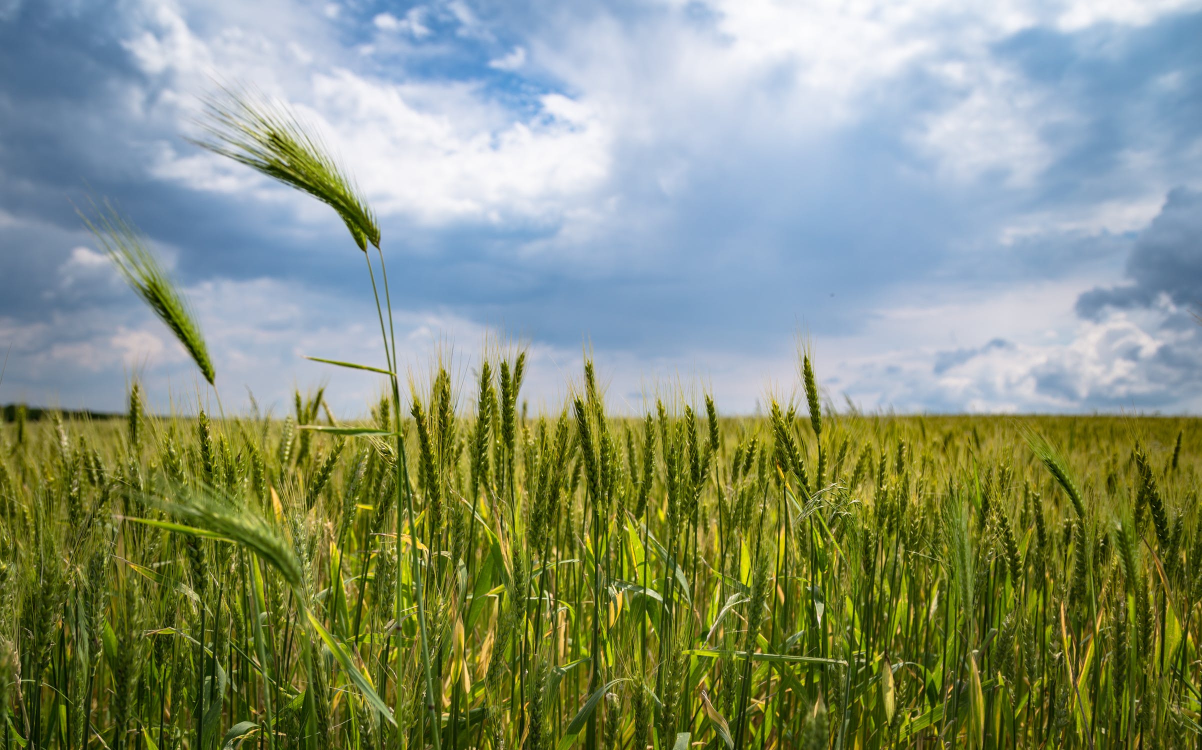 Navdanya International: «L’agribusiness minaccia i sistemi alimentari locali»