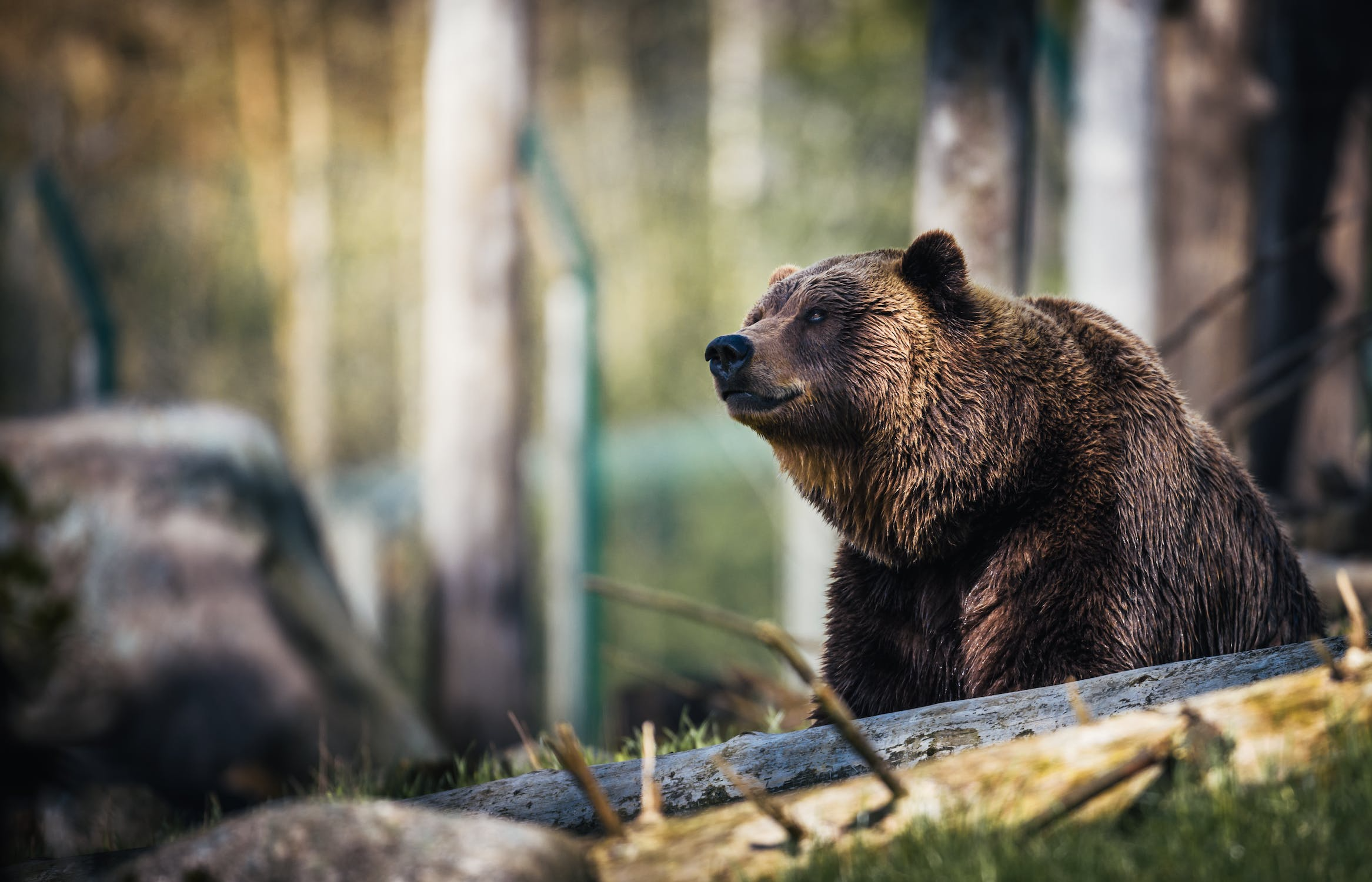 Lav: «Esperto conferma che il Trentino potrebbe accogliere anche 300 orsi»