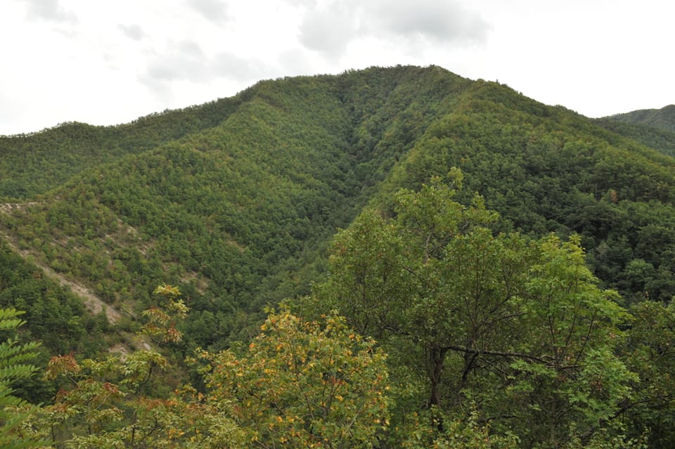 Un gruppo di cittadini compra 24 ettari di foresta per farne un'oasi protetta