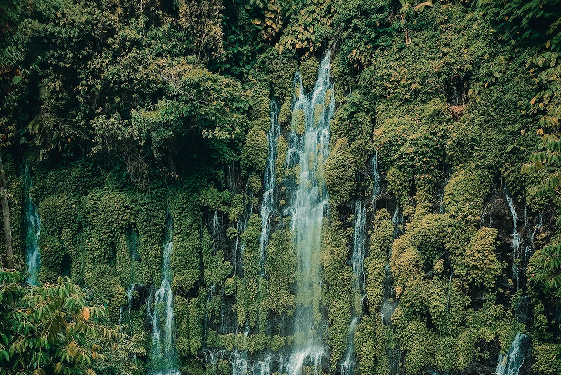 Il surriscaldamento potrebbe danneggiare il meccanismo di fotosintesi delle foreste tropicali: lo studio