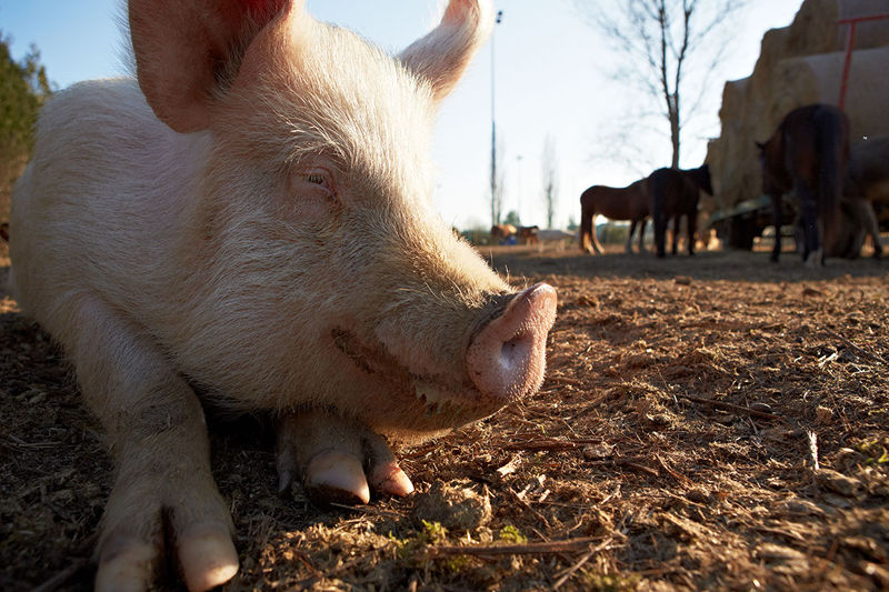 La Rete Santuari Animali Liberi si mobilita per difendere i luoghi-rifugio