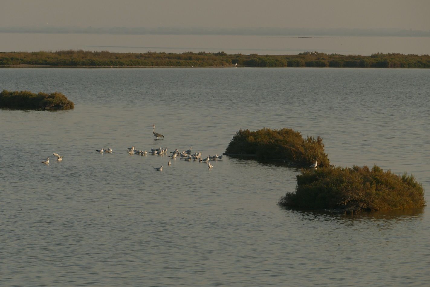 In Italia un milione e mezzo di uccelli acquatici: gli habitat vanno preservati