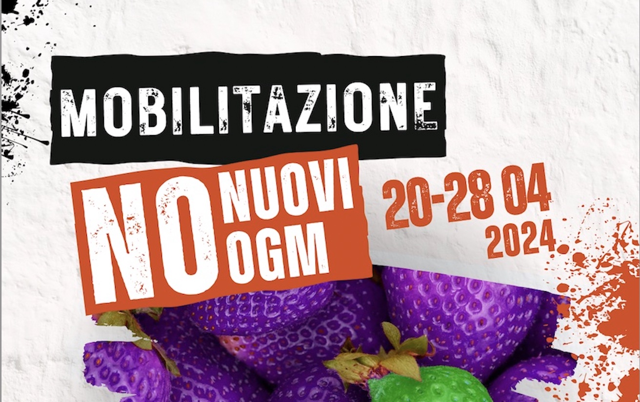 Via libera alla sperimentazione del campo dei nuovi OGM. Annunciate mobilitazioni di protesta