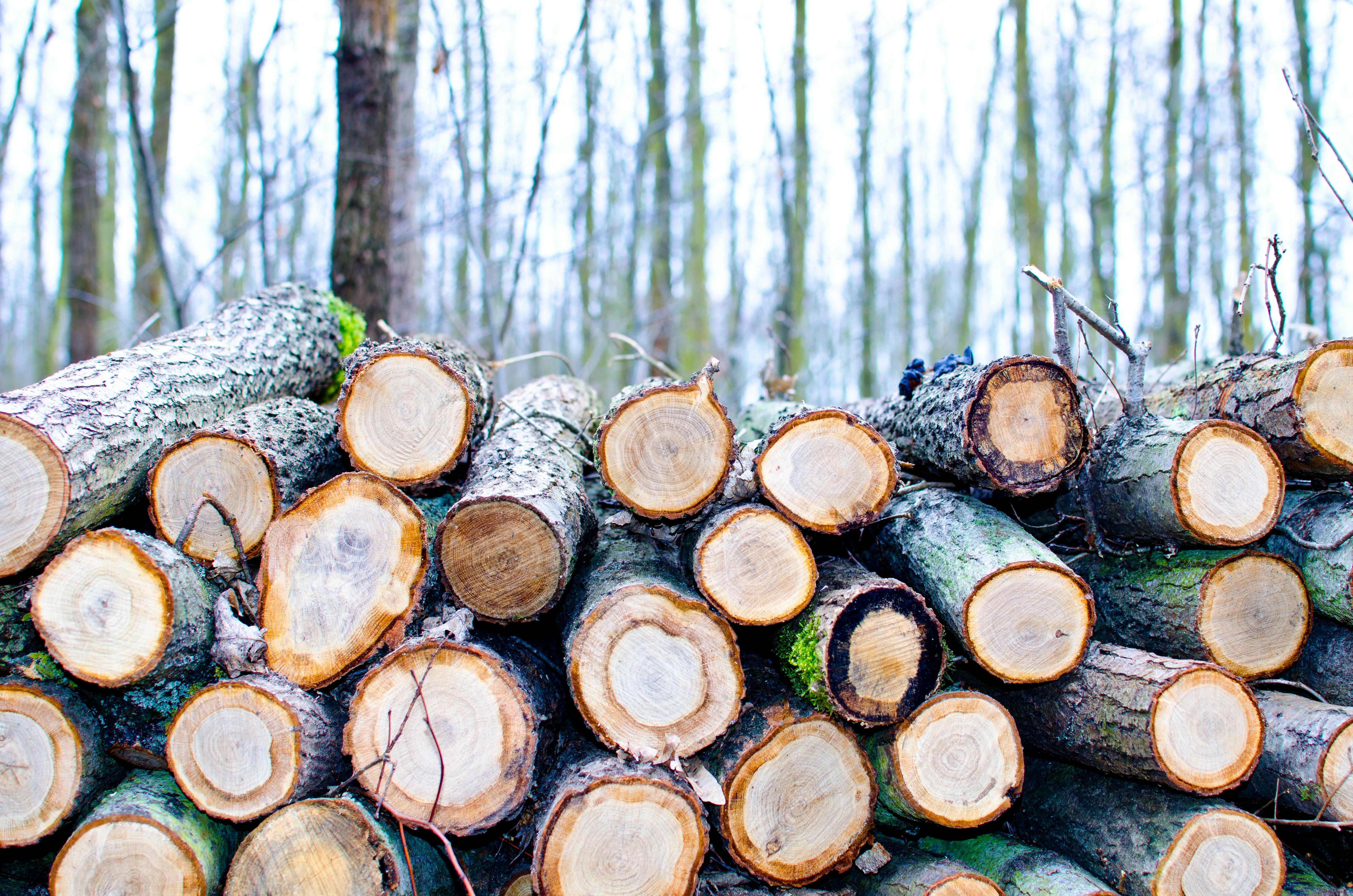 La politica grottesca e ridicola di chi abbatte alberi e poi li ricompra