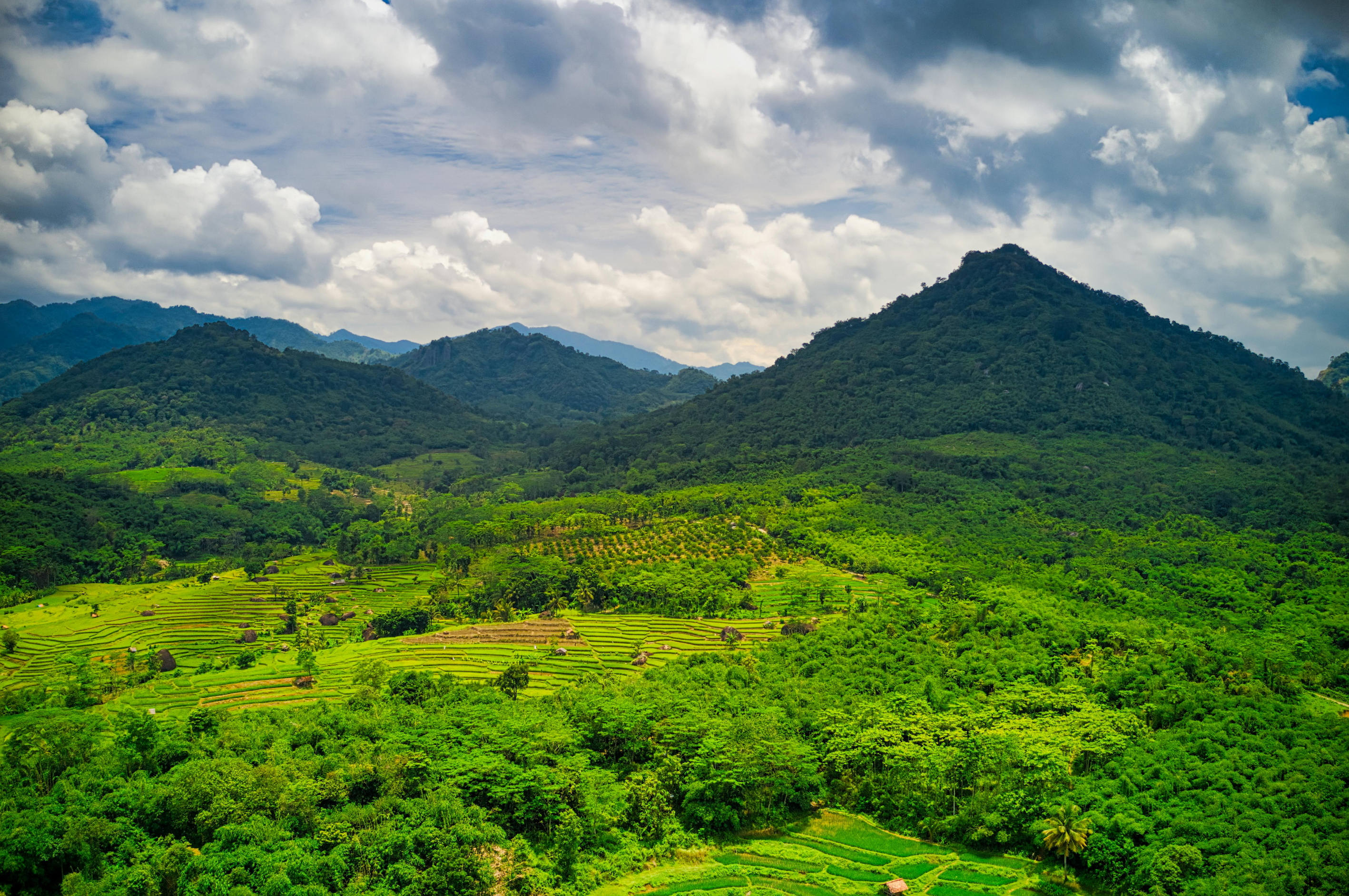 Indonesia: multe per miliardi a piantagioni e miniere in aree forestali