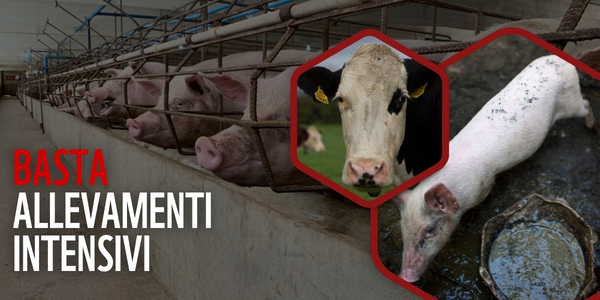 WWF:«Petizione per superare gli allevamenti intensivi»