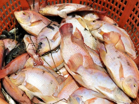 Fish Dependence: l'Italia ha già mangiato tutto il suo pesce
