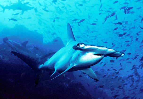 Costa Rica: istituita un’enorme riserva marina protetta