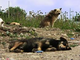 Cani randagi, in Romania stop momentaneo allo sterminio di massa