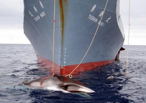 Giappone, riparte la caccia alle balene per 'fini scientifici'