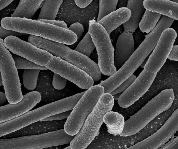 Escherichia coli, Slow Food: 