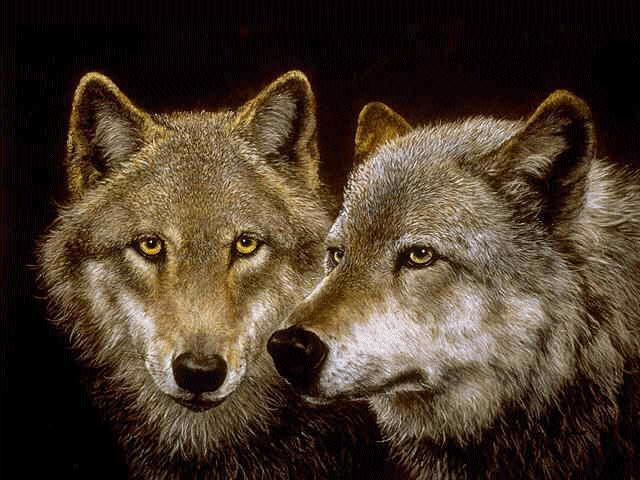 Sparare ai lupi per proteggere le greggi non è la soluzione