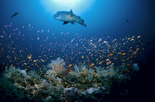 Oceani: esiste il rischio estinzione di massa per le specie marine