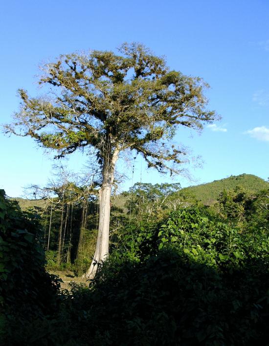 Guatemala, 11.850 alberi per compensare le emissioni di gas serra