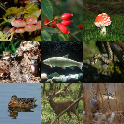 Notizia storica: adottata una strategia per la biodiversità